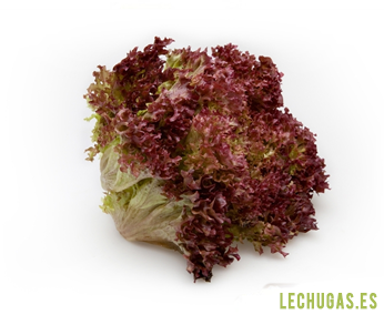 lechuga hoja de roble